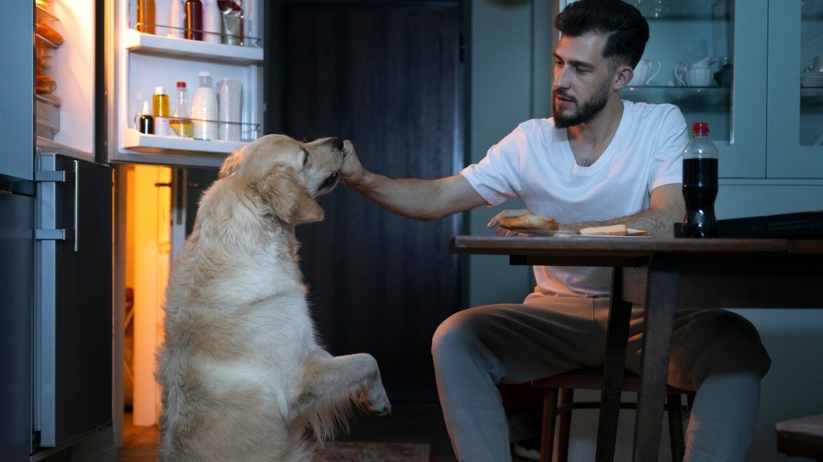 The One Thing Your Dog Does That Means He Actually Hates You And Youre Doing It Every Day 1