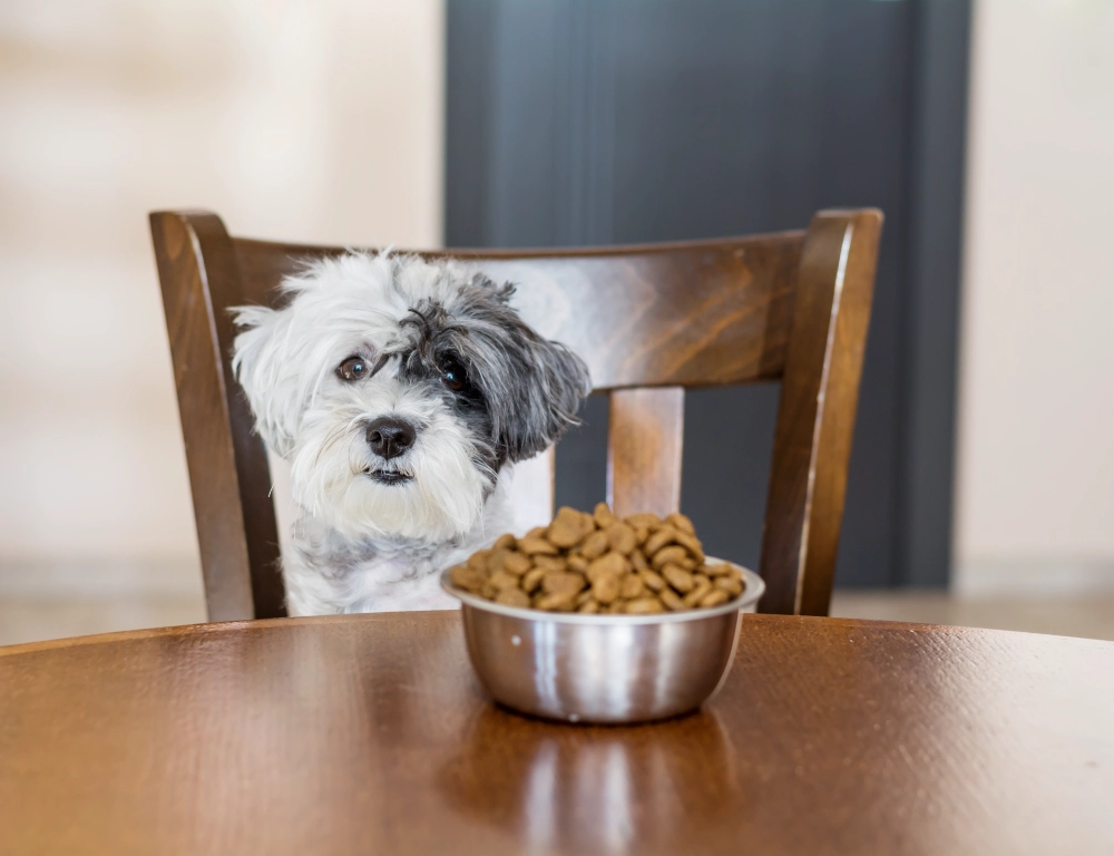 The Real Story Behind My $2,000 Dog Food Investigation