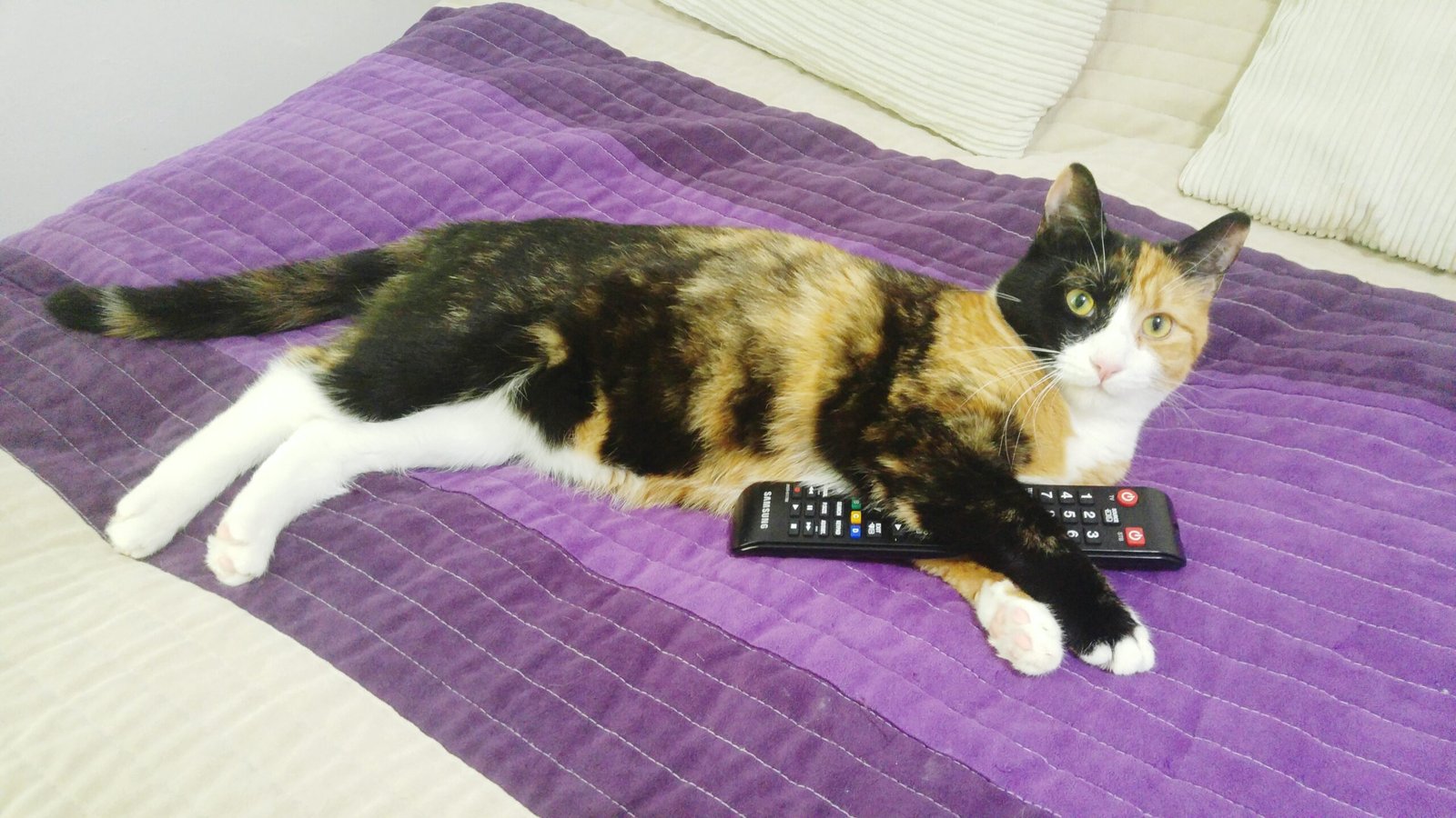 I Put a Camera on My Cat and Felt Terrible About What I Saw 8 Use Your Voice for Good Not for Scolding scaled