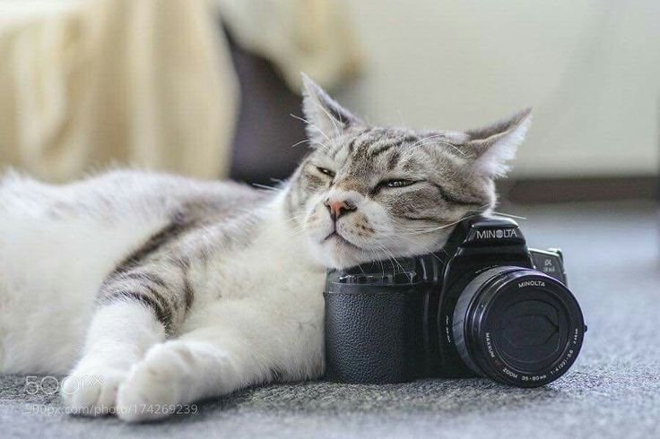 I Put a Camera on My Cat and Felt Terrible About What I Saw 4 What It Really Means Signs of True