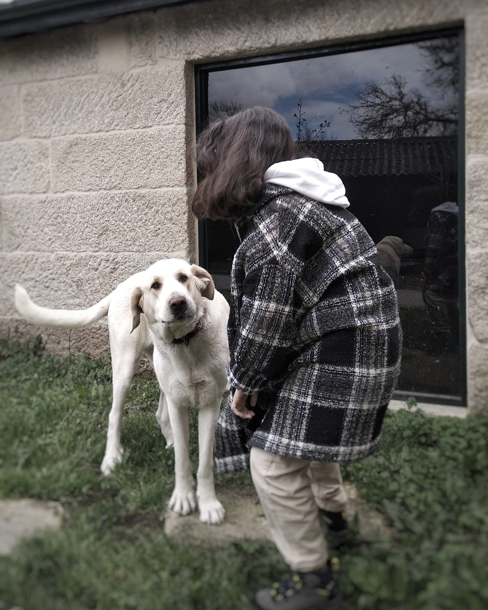 What to Do If You're Facing Eviction for Having a Pet