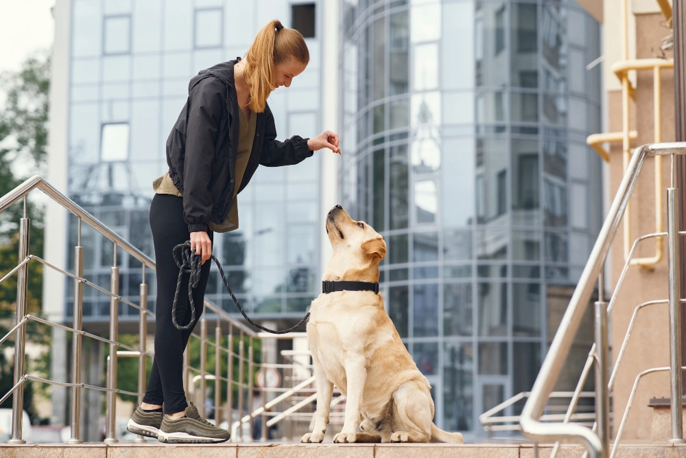 Your Dog Needs More Exercise Than You Have Time For - Here's the Fix 13 When to Call in the Pros (And How Much It Really Costs)?