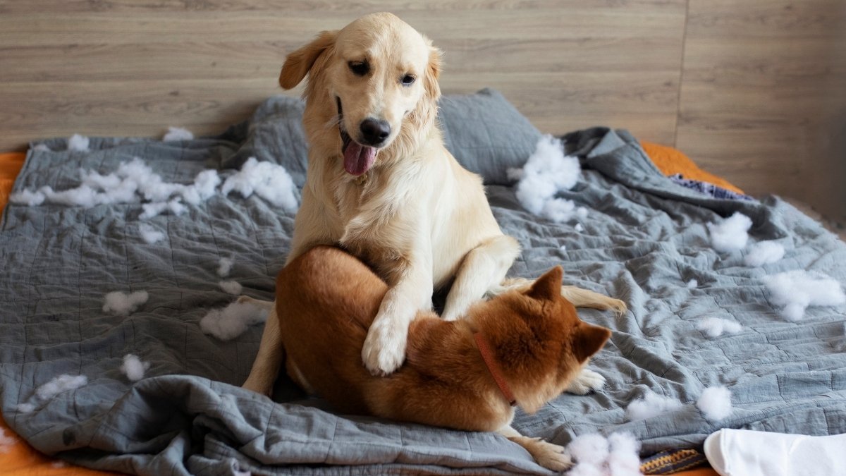 Why Your Dog is Destroying Your House And Its Not What You Think 1