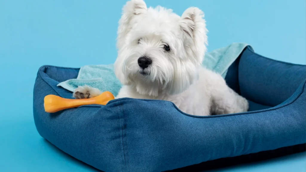 adorable white little puppy 1