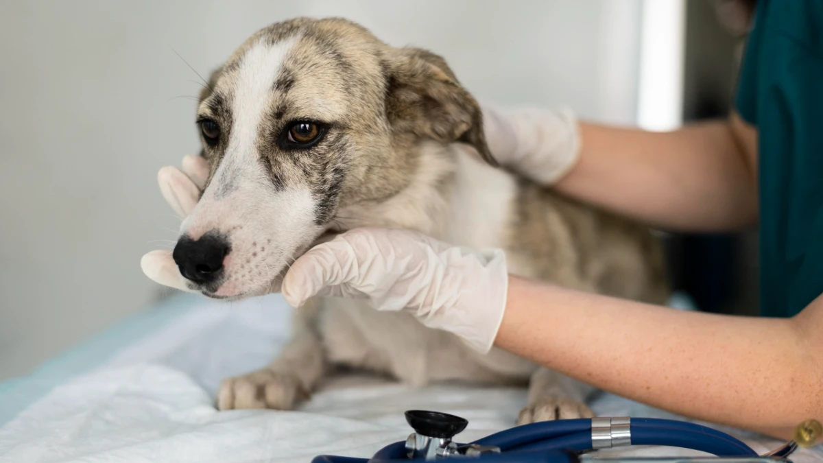 close up veterinarian taking care dog