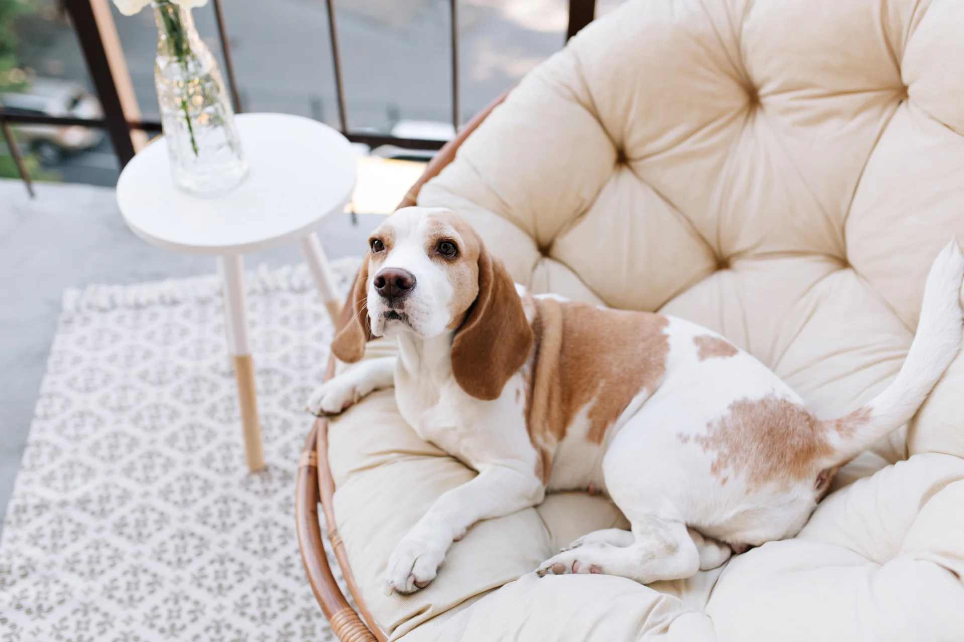 Dog says the sunny spot on your old couch works perfectly fine.