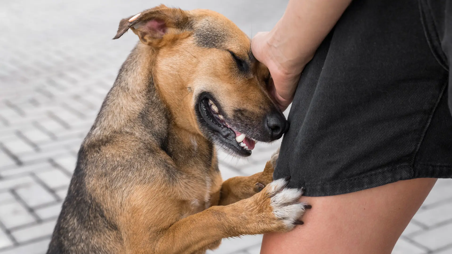 Pet shows fear or aggression toward you consistently