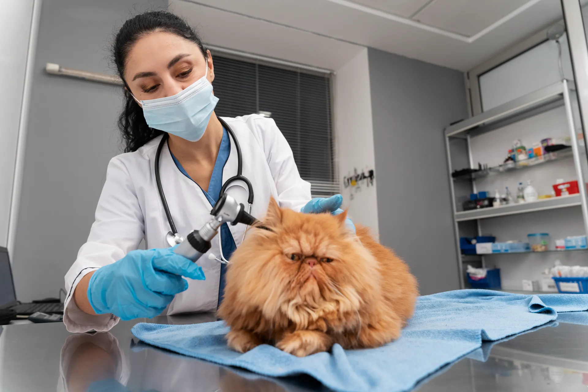Pets regular vet checkups, keeping up with vaccinations, maintaining dental health, and watching for changes in behavior or appetite.