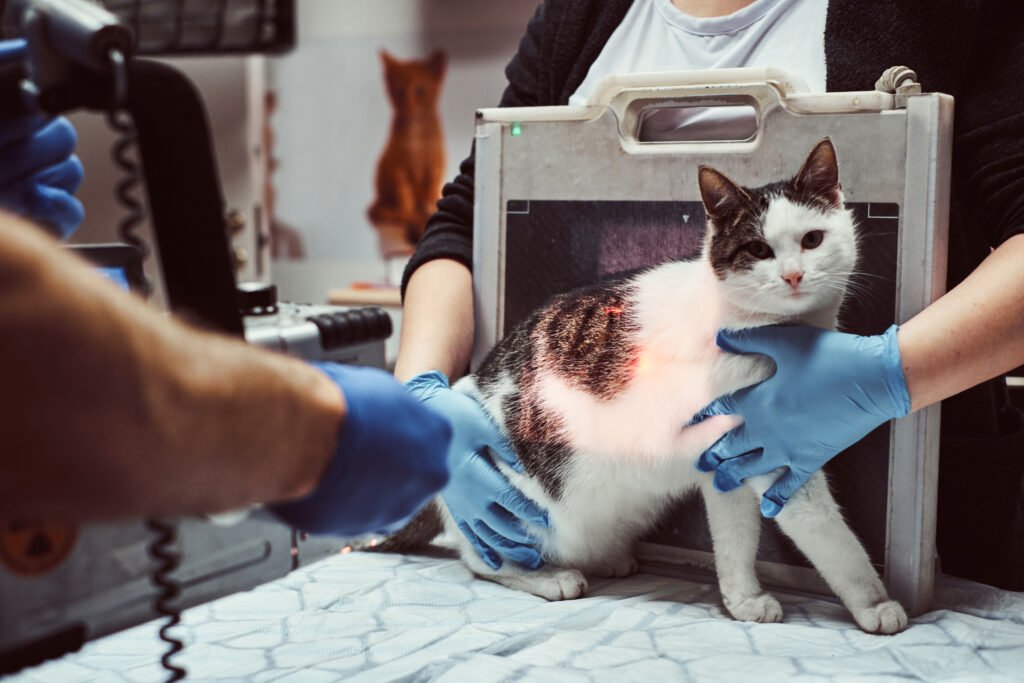 veterinarians make x ray sick cat table veterinary clinic