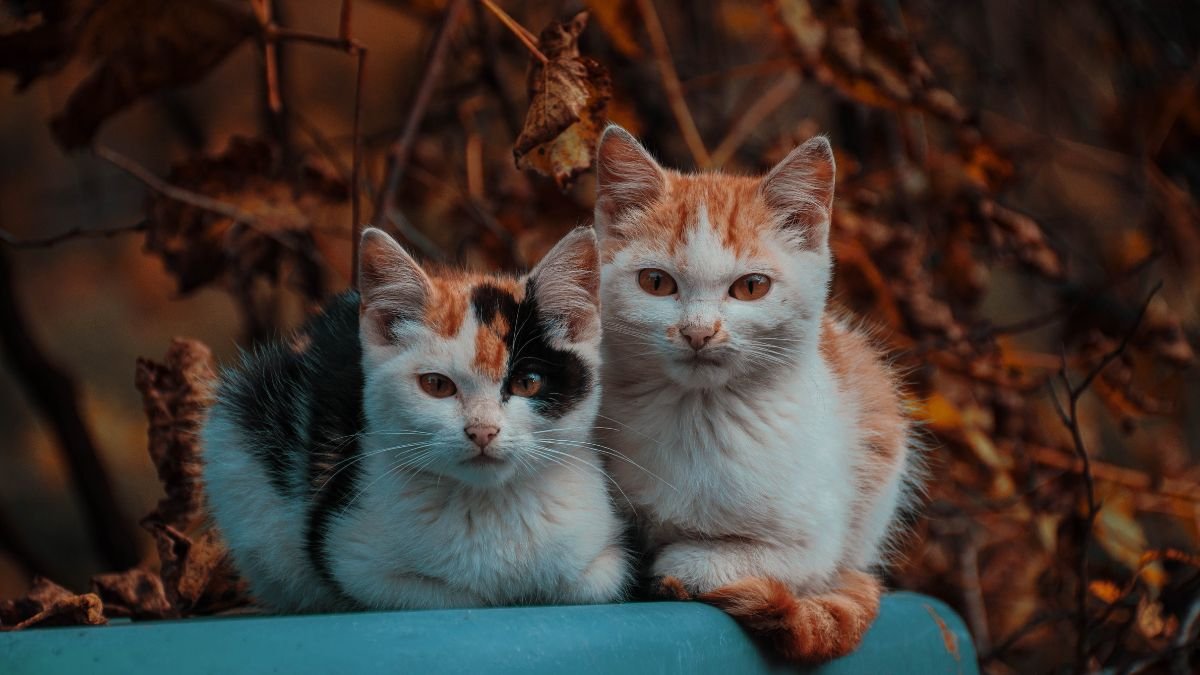 21 Wholesome Cats Photos That Will Immediately Put You In A Better Mood