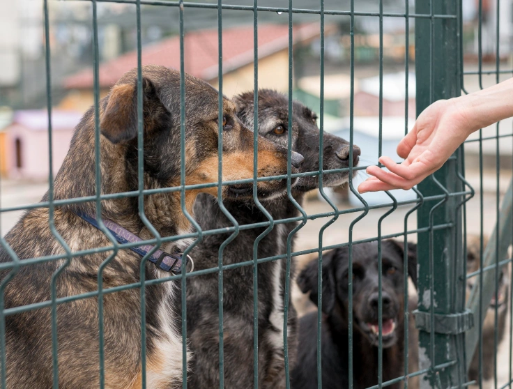 Can't Have a Dog No Problem