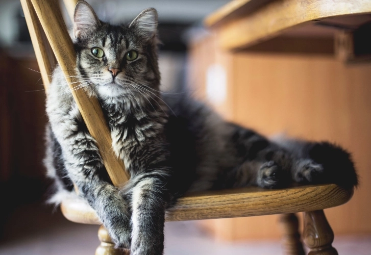 Cats Being Completely Ridiculous