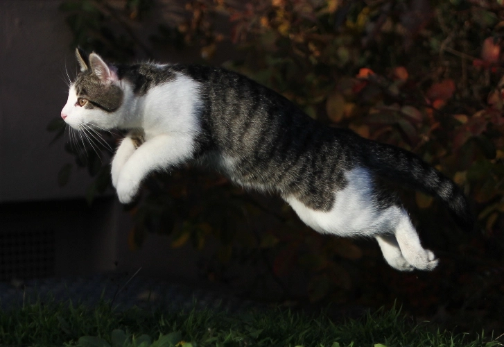 Cats Caught Mid-Jump