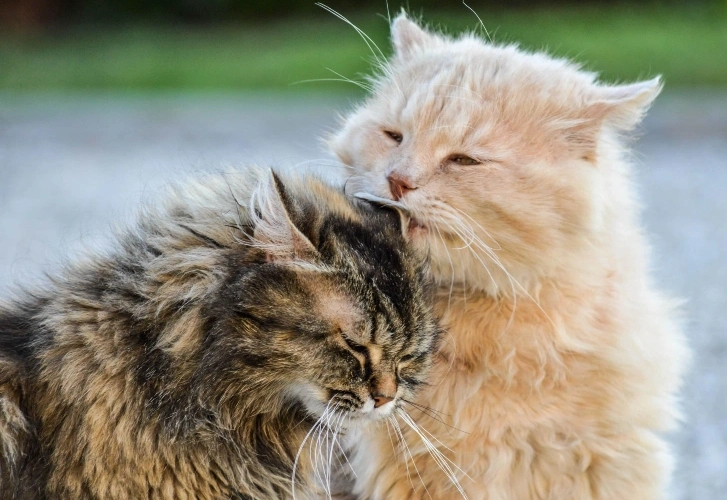 Cats Grooming Each Other