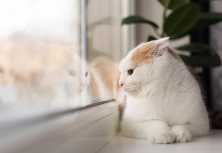 Cats Looking Out Windows