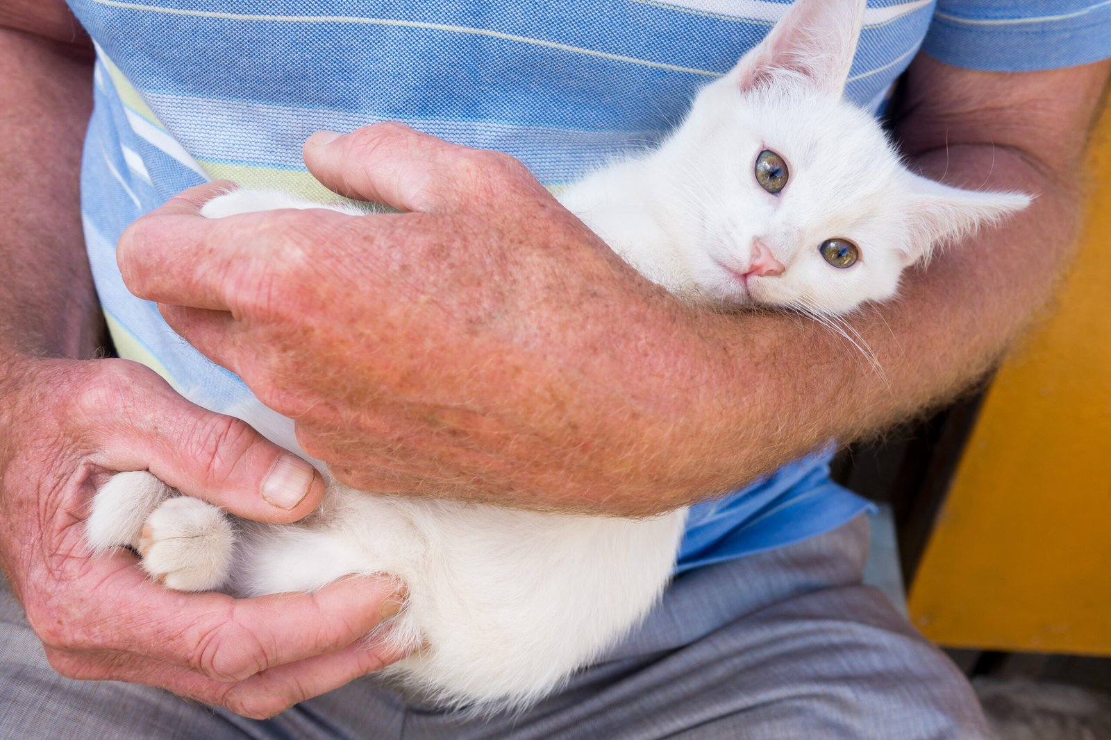 Cats evolved to have tails. There's a reason for that.