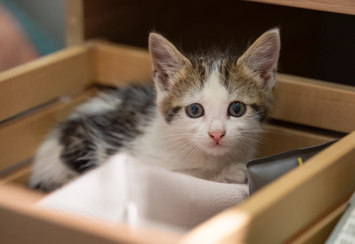 Cats in Boxes (Any Size)