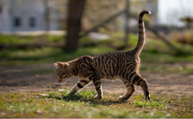  Cats use their tails 