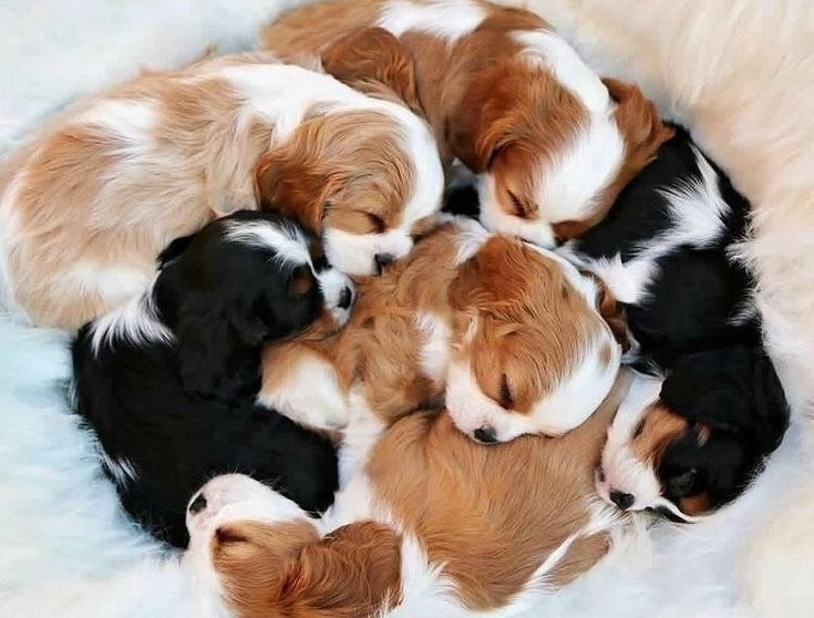 Cavalier King Charles Spaniel Curled Up