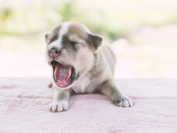 Contagious Yawning Works on Puppies Too