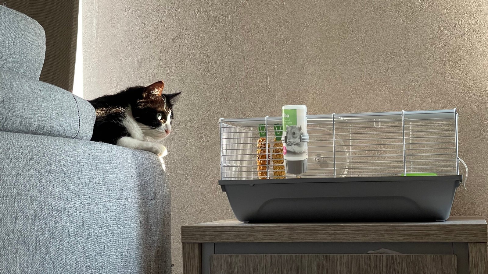 Contain the Clutter: Establish a "Pet Zone" Contain the Clutter: Establish a "Pet Zone"