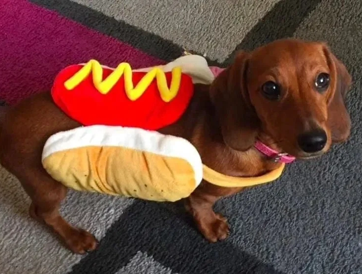 Dachshund in Hot Dog Costume