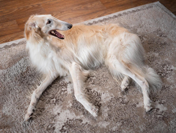 Dog Dramatically Melting on Floor