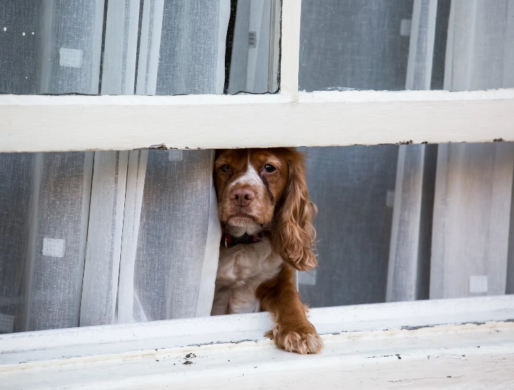 Dog Waiting at Window for Owner