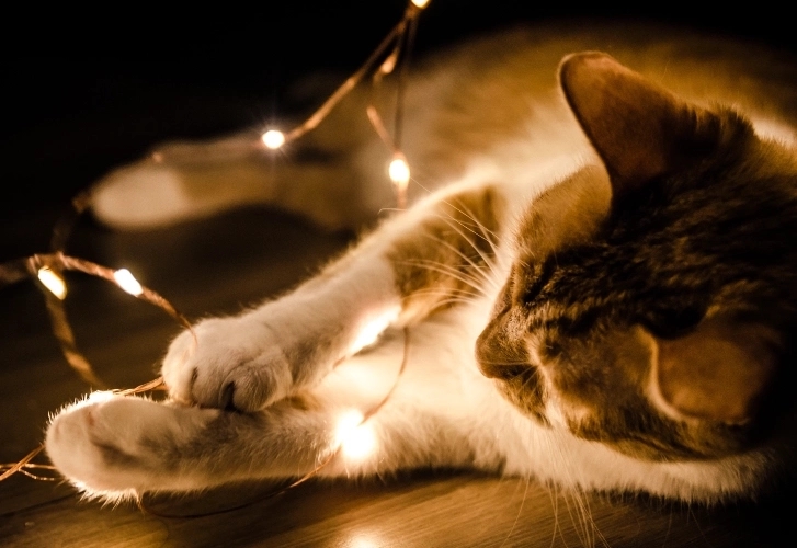 Dramatic Lighting on Cats