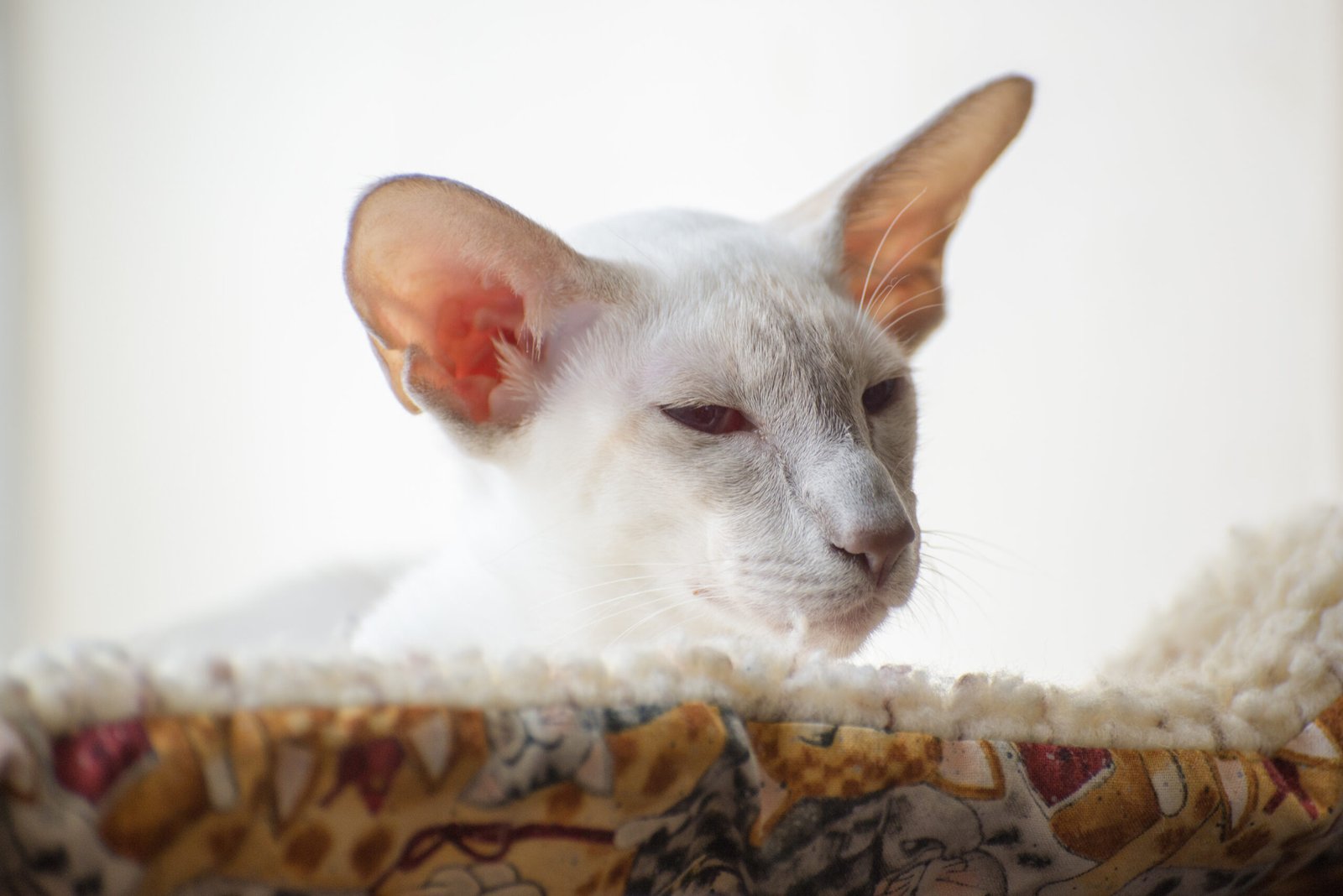 Ears are a constant battle.