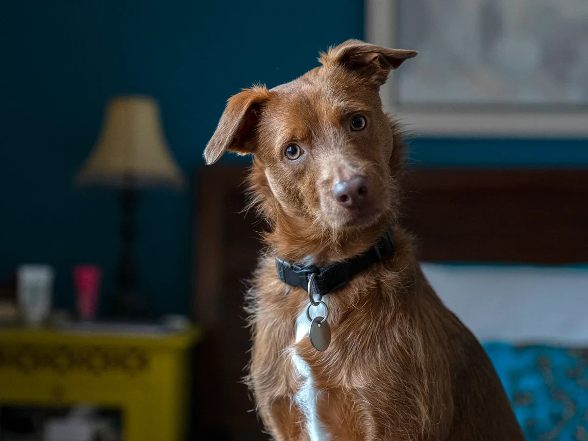 Head Tilting Every Time You Speak (2) Head Tilting Every Time You Speak