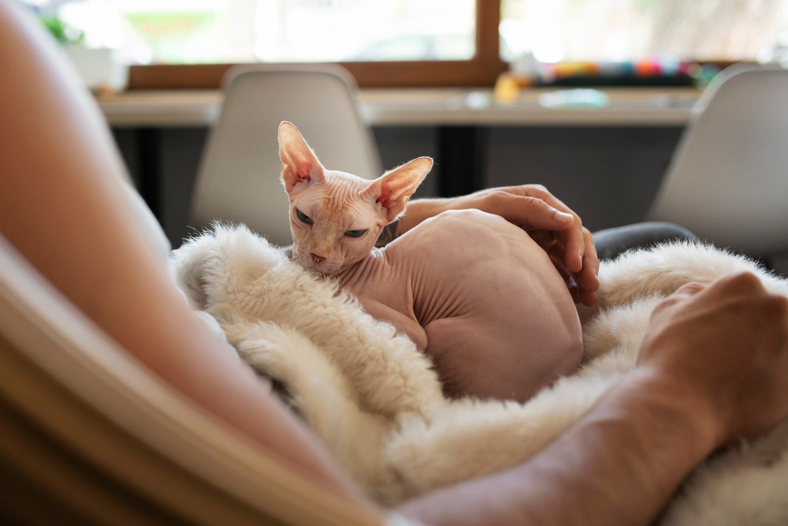 Here's what happens when you breed cats without fur.