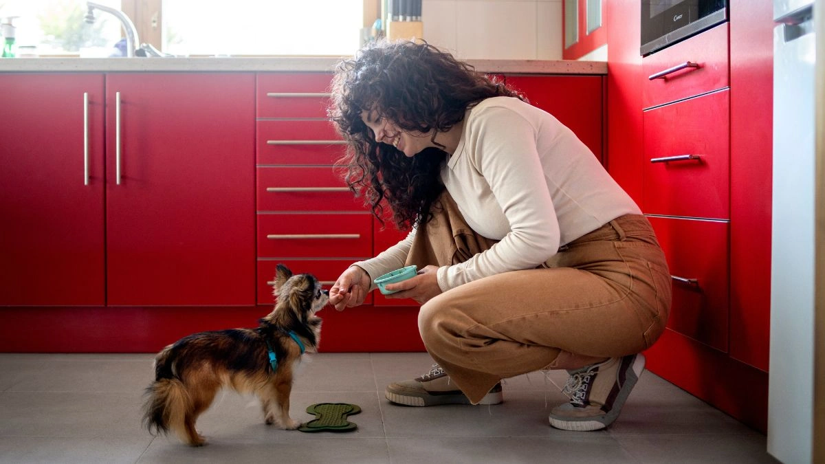 How to Spot and Avoid Dangerous Dog Food Ingredients