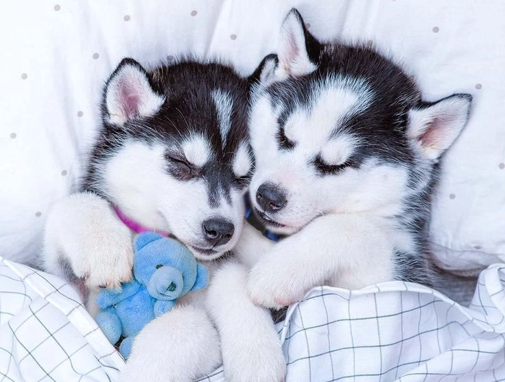 Husky Napping with Stuffed Animal