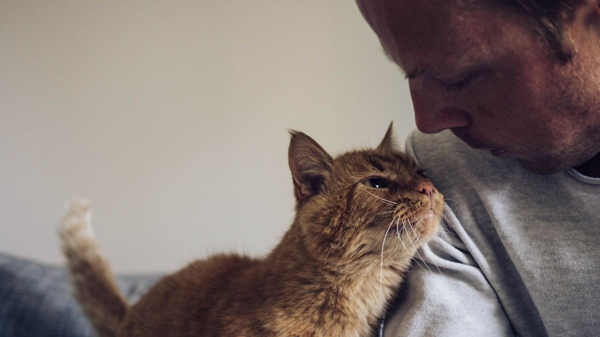 Is Your Cat Staring at You Here’s What It Means