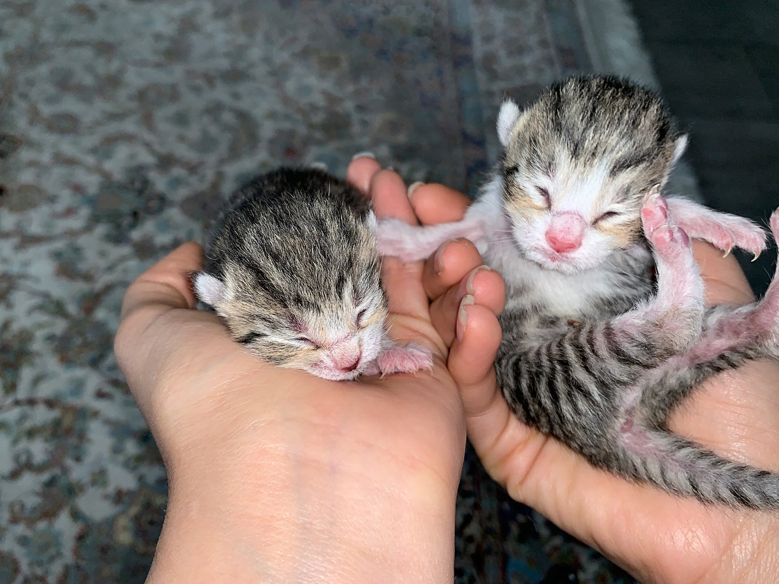 Kittens die before they're born