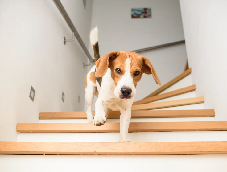 Corgi Puppy Learning to Climb Stairs