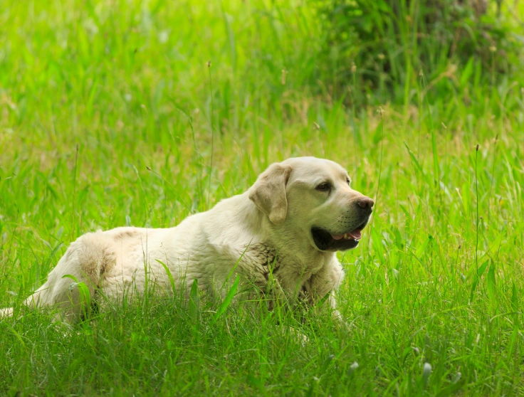 Labrador Rolling in Fresh Grass