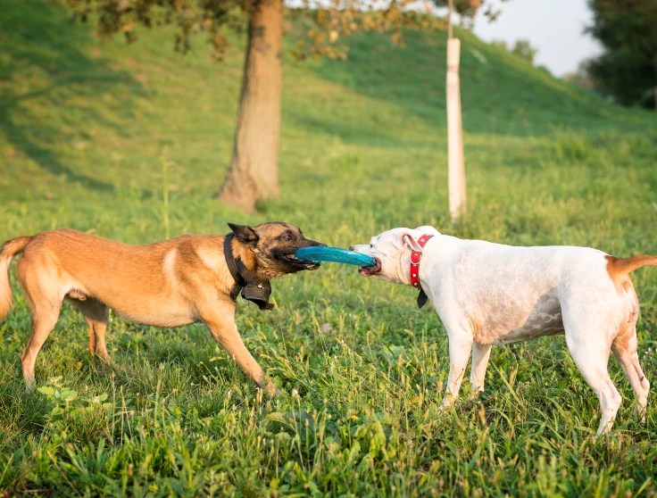Beagle Puppy Meeting Butterflies