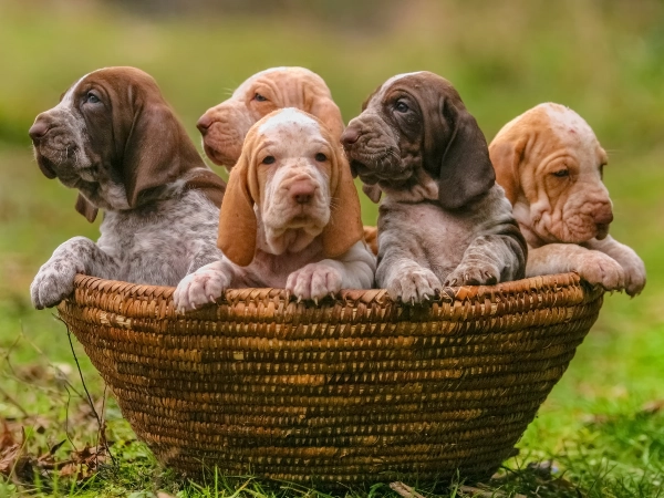 More Puppies Are Born Daily Than Human Babies