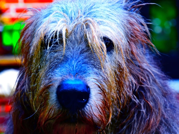 Multiple Green Puppies in the UK