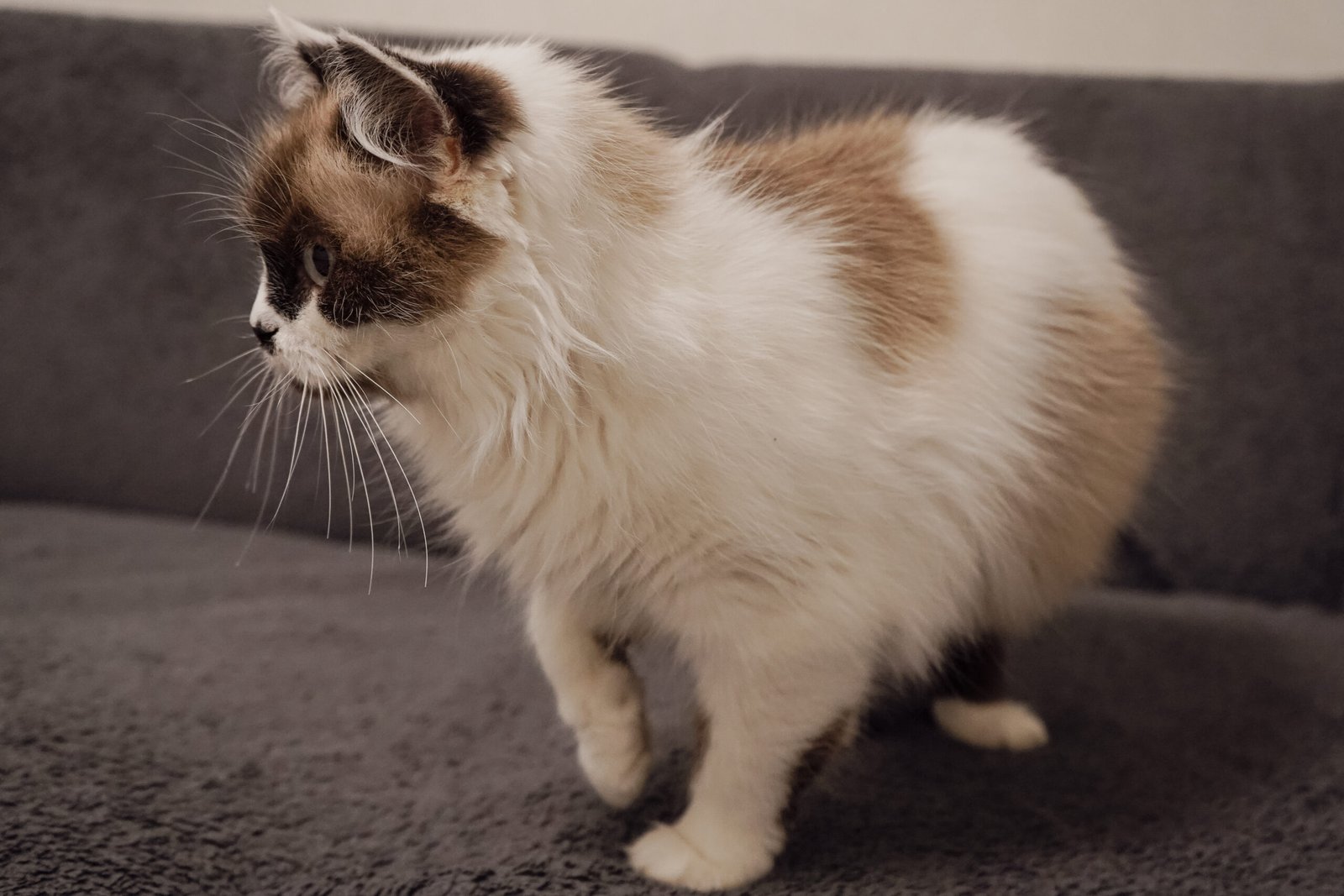 Munchkin Cats - Short Legs, Serious Problems
