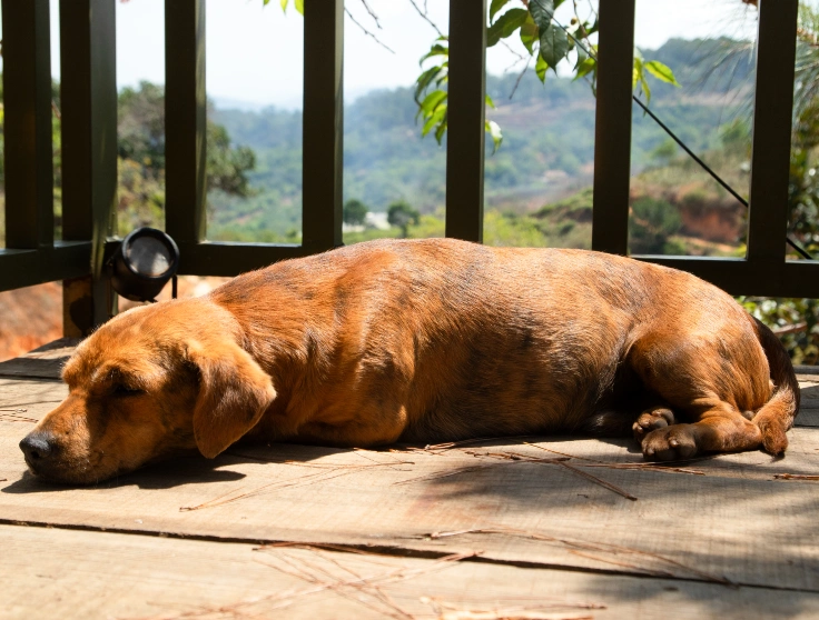Old Dog Sleeping in Sunbeam