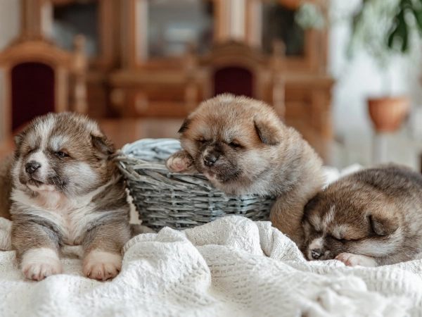 Only Two Senses Work