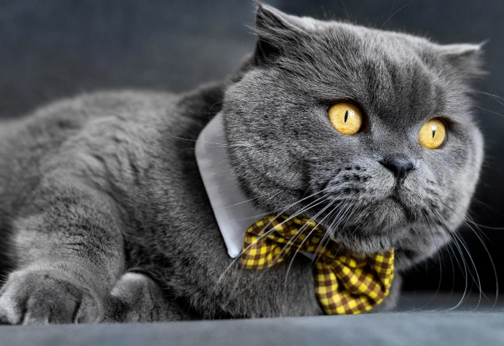 Perfectly Loafed Cats