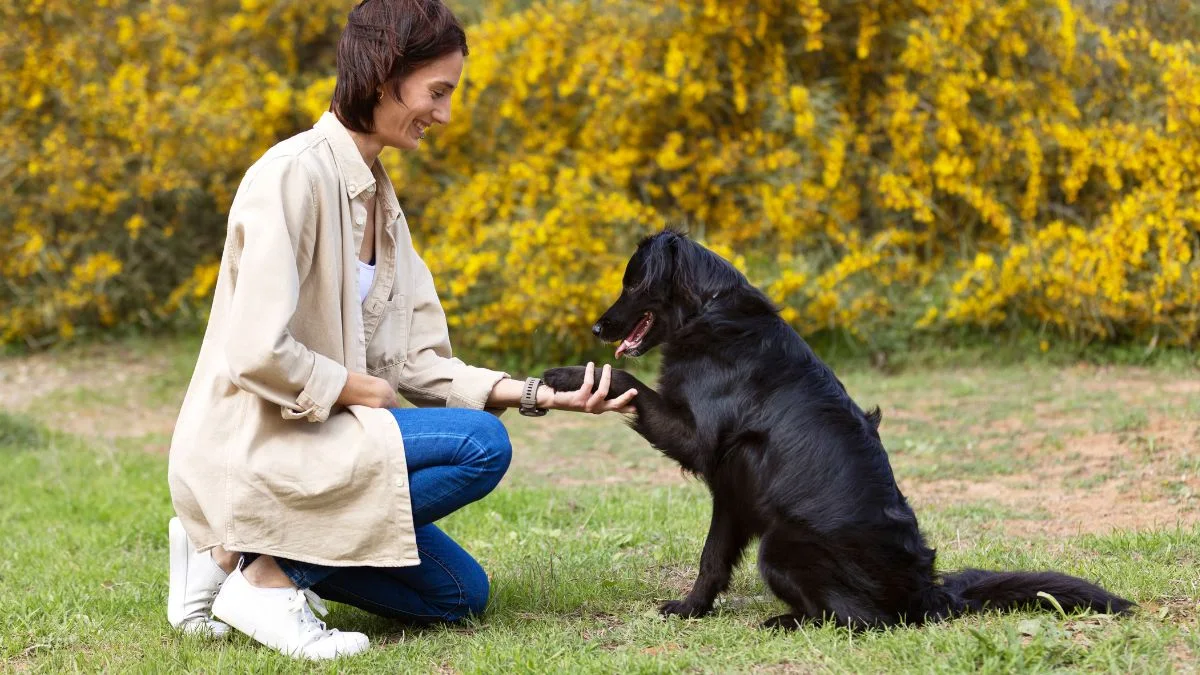 Pet them with intention not distraction