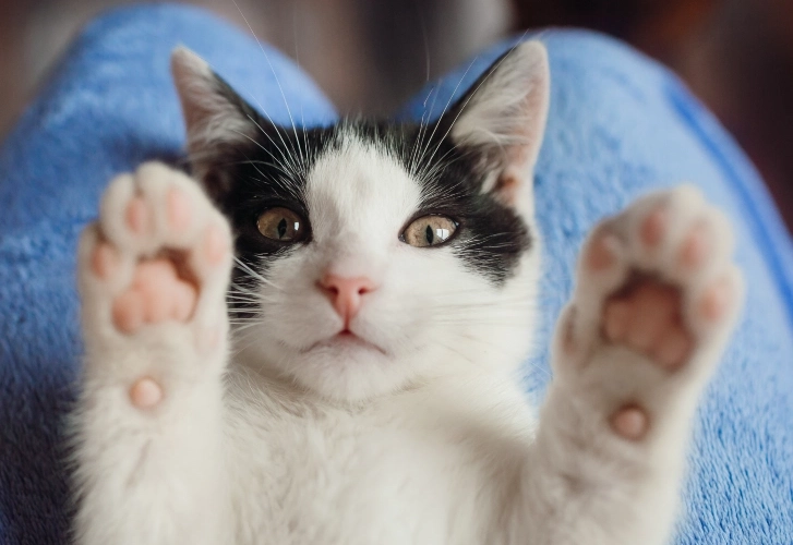 Polydactyl Cats (Extra Toes)