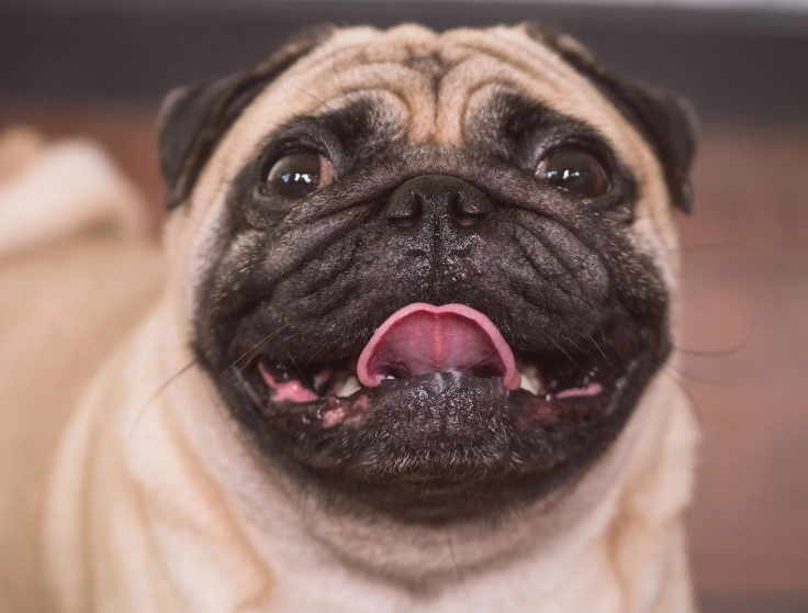 Pug with Tongue Permanently Out