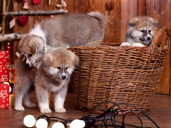 Puppies Are Born Completely Helpless (And That Makes Them Cuter)