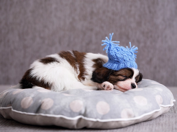 Puppies Dream Just Like You Do